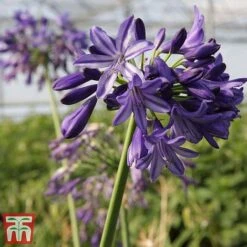 Agapanthus 'Northern Star' -NAOMI Plant Shop agap nort3
