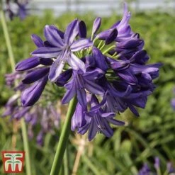 Agapanthus 'Northern Star' -NAOMI Plant Shop agap nort4