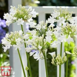 Agapanthus 'Ever White' 7 Agapanthus 'Ever White' -NAOMI Plant Shop agap2