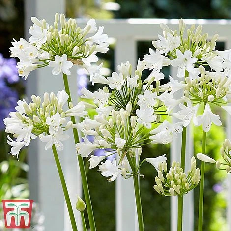 Agapanthus 'Ever White' 4 Agapanthus 'Ever White' - Image 4