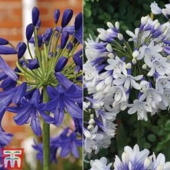 Agapanthus Duo Collection