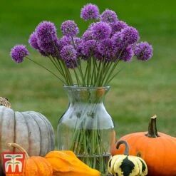 Allium 'Medusa' -NAOMI Plant Shop alli medu c