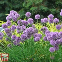 Allium 'Medusa' -NAOMI Plant Shop alli medu d