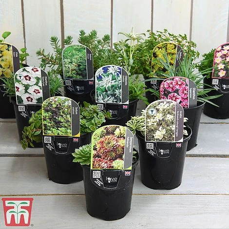 Nurserymans Choice Alpine Mix 2 Nurserymans Choice Alpine Mix - Image 2