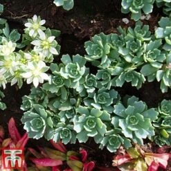 Nurserymans Choice Alpine Mix 28 Nurserymans Choice Alpine Mix -NAOMI Plant Shop alp10