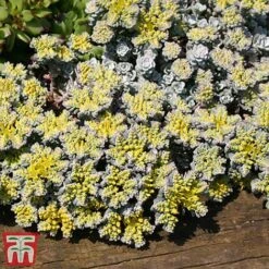 Nurserymans Choice Alpine Mix 24 Nurserymans Choice Alpine Mix -NAOMI Plant Shop alp2