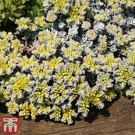Nurserymans Choice Alpine Mix 10 Nurserymans Choice Alpine Mix - Image 10