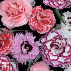 Nurserymans Choice Alpine Mix 23 Nurserymans Choice Alpine Mix -NAOMI Plant Shop alp3