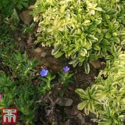 Nurserymans Choice Alpine Mix 21 Nurserymans Choice Alpine Mix -NAOMI Plant Shop alp4
