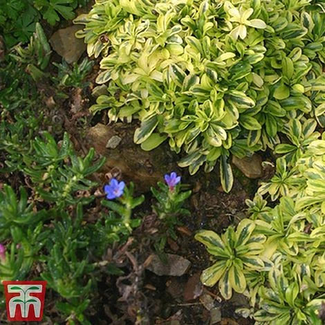Nurserymans Choice Alpine Mix 7 Nurserymans Choice Alpine Mix - Image 7