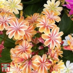 Nurserymans Choice Alpine Mix 20 Nurserymans Choice Alpine Mix -NAOMI Plant Shop alp5