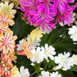 Nurserymans Choice Alpine Mix 27 Nurserymans Choice Alpine Mix -NAOMI Plant Shop alp6