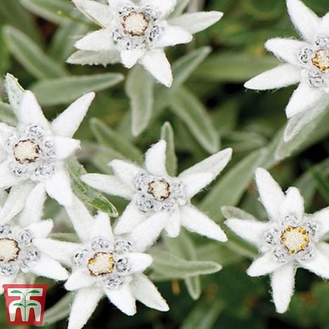 Nurserymans Choice Alpine Mix 11 Nurserymans Choice Alpine Mix - Image 11