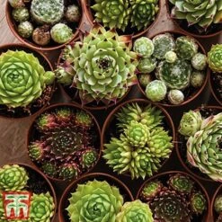 Nurserymans Choice Alpine Mix 18 Nurserymans Choice Alpine Mix -NAOMI Plant Shop alp8