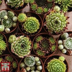 Nurserymans Choice Alpine Mix 26 Nurserymans Choice Alpine Mix -NAOMI Plant Shop alp9