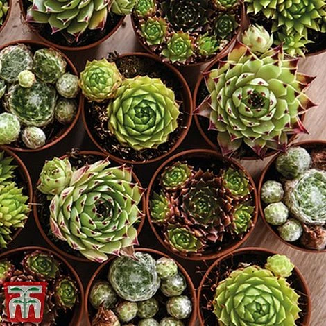 Nurserymans Choice Alpine Mix 12 Nurserymans Choice Alpine Mix - Image 12