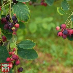 Amelanchier Canadensis -NAOMI Plant Shop amel canb