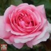 Rose 'Special Anniversary' (Hybrid Tea Rose)