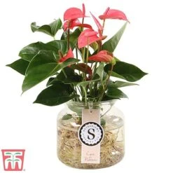 Anthurium Aqua Salmon In Sierglass -NAOMI Plant Shop anth