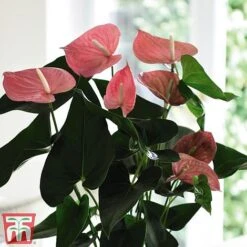 Anthurium Aqua Salmon In Sierglass -NAOMI Plant Shop anth2