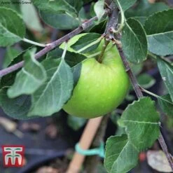 Apple Duo Patio Fruit Trees -NAOMI Plant Shop apple duo c