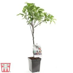 Apple Duo Patio Fruit Trees -NAOMI Plant Shop apple2