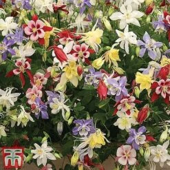 Perennial Saver Collection -NAOMI Plant Shop aquilegia mckana2