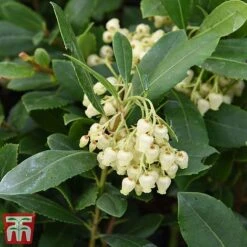 Arbutus Unedo -NAOMI Plant Shop arbu1