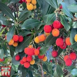 Arbutus Unedo -NAOMI Plant Shop arbui
