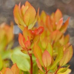 Arbutus Unedo -NAOMI Plant Shop arbutus unedo