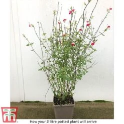 Salvia 'Hot Lips' -NAOMI Plant Shop arrival sal