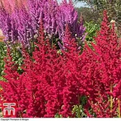 Astilbe Chinensis 'Pearl' Collection