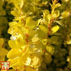 Berberis Thunbergii 'Aurea' -NAOMI Plant Shop aur3