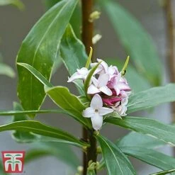 Daphne Odora 'Aureomarginata' -NAOMI Plant Shop aure
