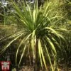 Cordyline Australis