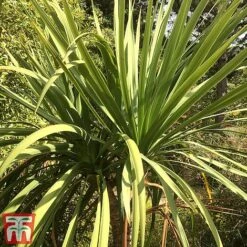 Cordyline Australis -NAOMI Plant Shop aussie2