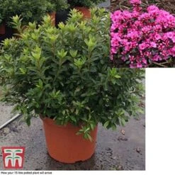 Rhododendron 'Rustica Pink' (Azalea Group) -NAOMI Plant Shop azal pin15