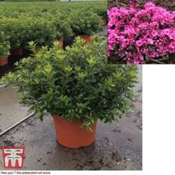 Rhododendron 'Rustica Pink' (Azalea Group) -NAOMI Plant Shop azal pin7