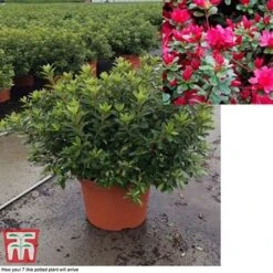 Rhododendron 'Rustica Hybrid Red' (Azalea Group) -NAOMI Plant Shop azal red7