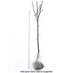 Magnolia X Brooklynensis 'Yellow Bird' -NAOMI Plant Shop bare root 2