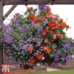 Pre-Planted Hanging Basket Mix -NAOMI Plant Shop basket31