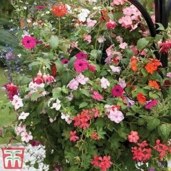 Pre-Planted Hanging Basket Mix -NAOMI Plant Shop basket41