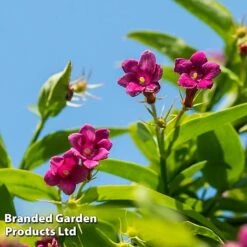 Honeybee Climber Duo -NAOMI Plant Shop bee4