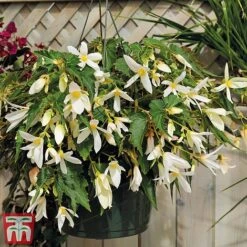 Begonia 'Santa Barbara' -NAOMI Plant Shop bego sant e