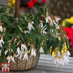 Begonia 'Santa Barbara' -NAOMI Plant Shop bego sant g