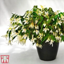 Begonia 'Santa Barbara' -NAOMI Plant Shop bego sant j