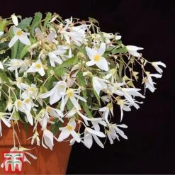Begonia 'Santa Barbara' -NAOMI Plant Shop bego santd