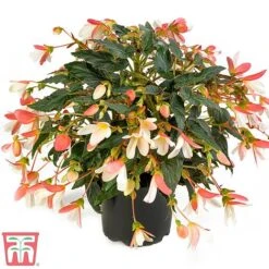 Begonia 'Waterfalls Bicolour' -NAOMI Plant Shop bego waterf