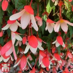 Begonia 'Waterfalls Bicolour' -NAOMI Plant Shop bego waterf4