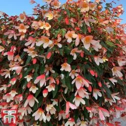 Begonia 'Waterfalls Bicolour' -NAOMI Plant Shop bego waterf5